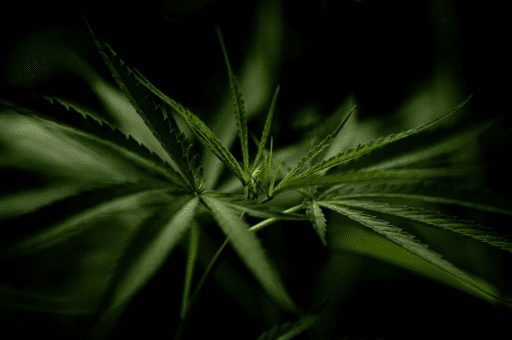 Order Cannabis Online in Brossard