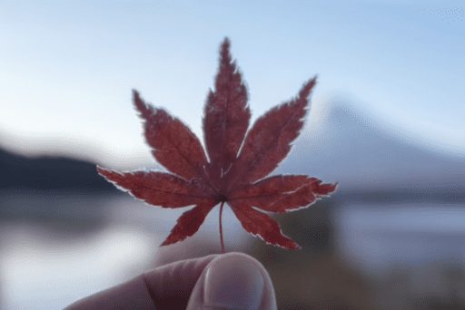 Order Cannabis Online in Châteauguay